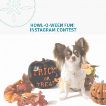 Dress Up Your Pup and Win Big in the Sand Dollar One Instagram Contest!