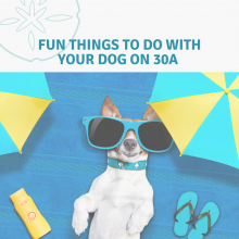 fun things to do with your dog